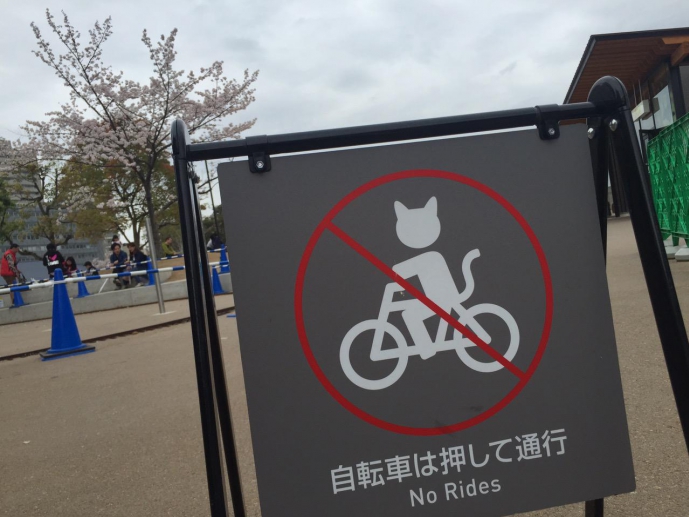 Котам на велосипедах нельзя Котам на велосипедах нельзя