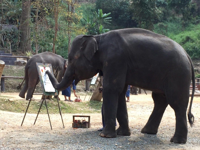 Mae SA elephant camp Mae SA elephant camp