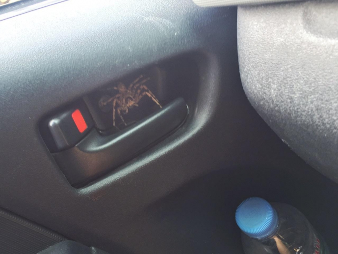 Авто с сюрпризом Авто с сюрпризом